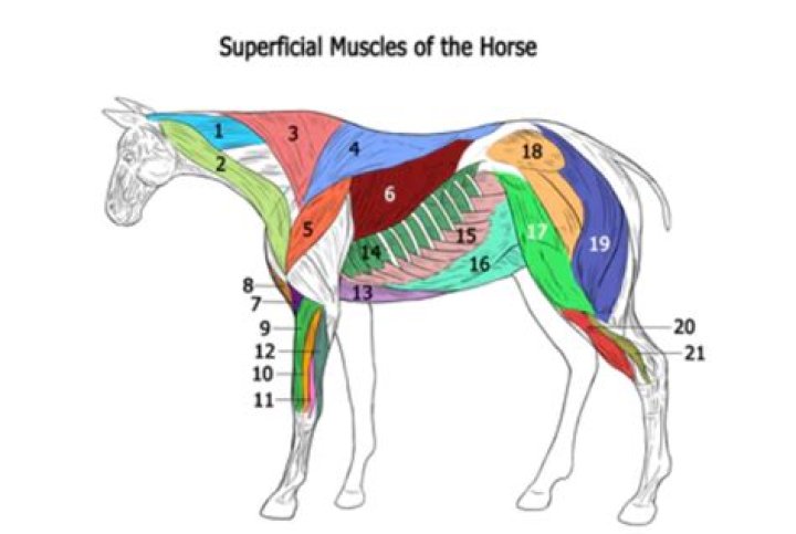 Superficial Muscles of the Horse Quiz