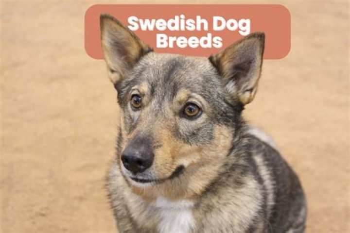 Swedish Dog Breeds — Quiz Statistics