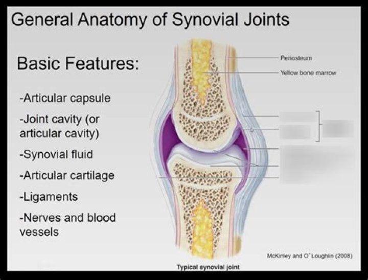Synovial Joint Quiz