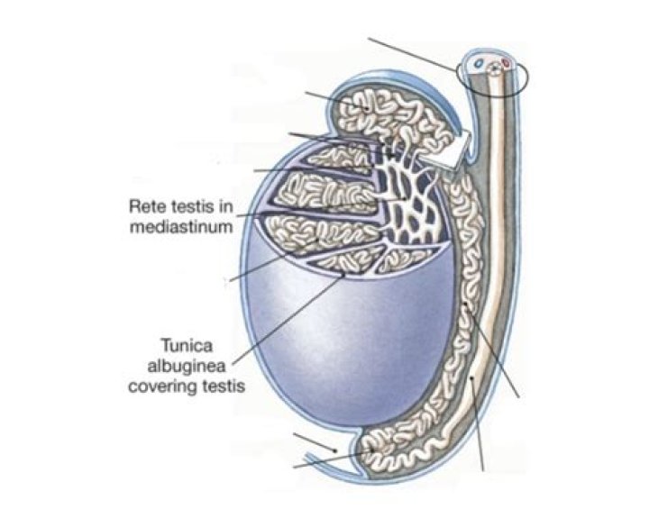Testes Quiz