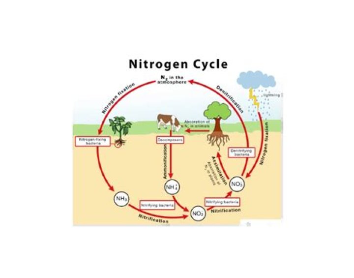 The Nitrogen Cycle Quiz