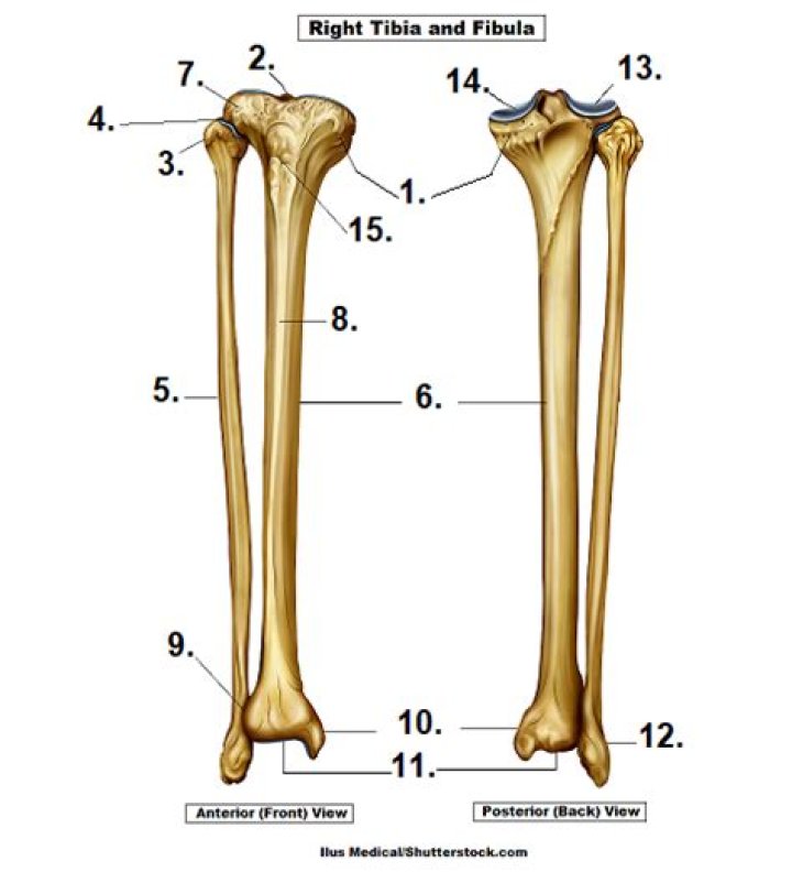 Tibia and Fibula Quiz