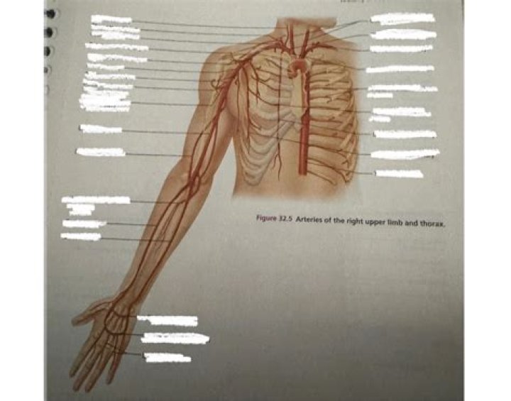Upper Limb Arteries Quiz