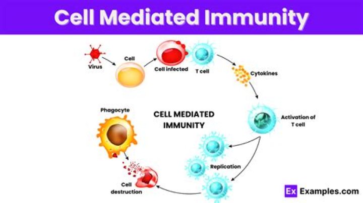What is def immunity 2K23?