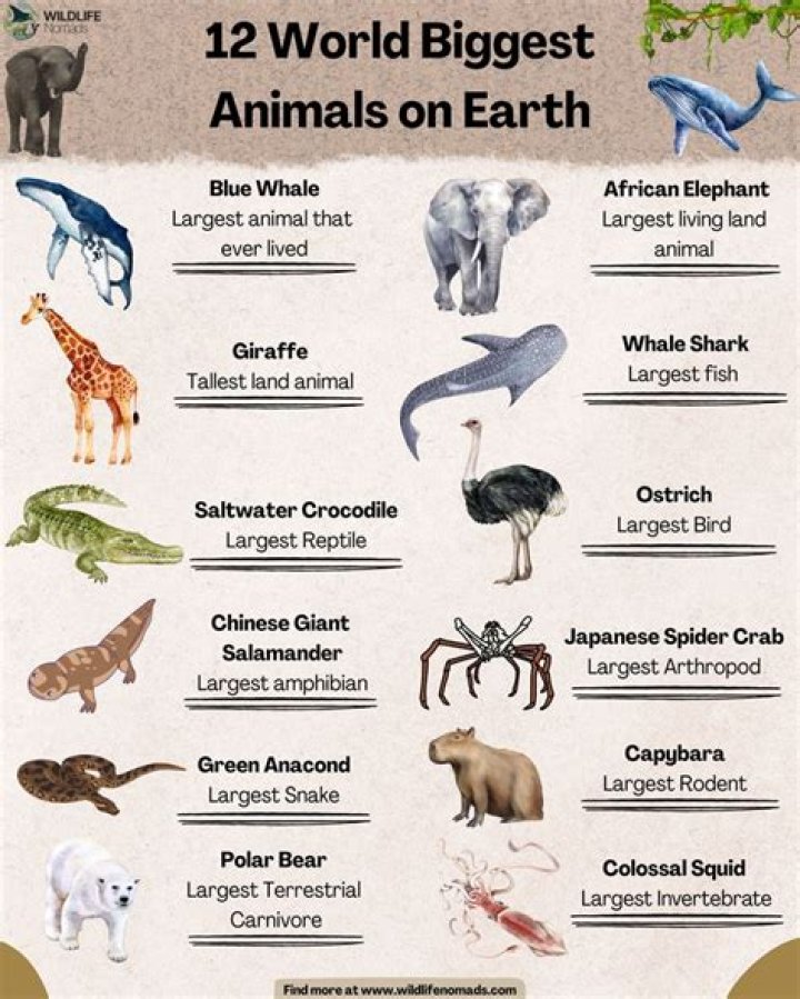 What is this animal known to do? Word Craze Answer