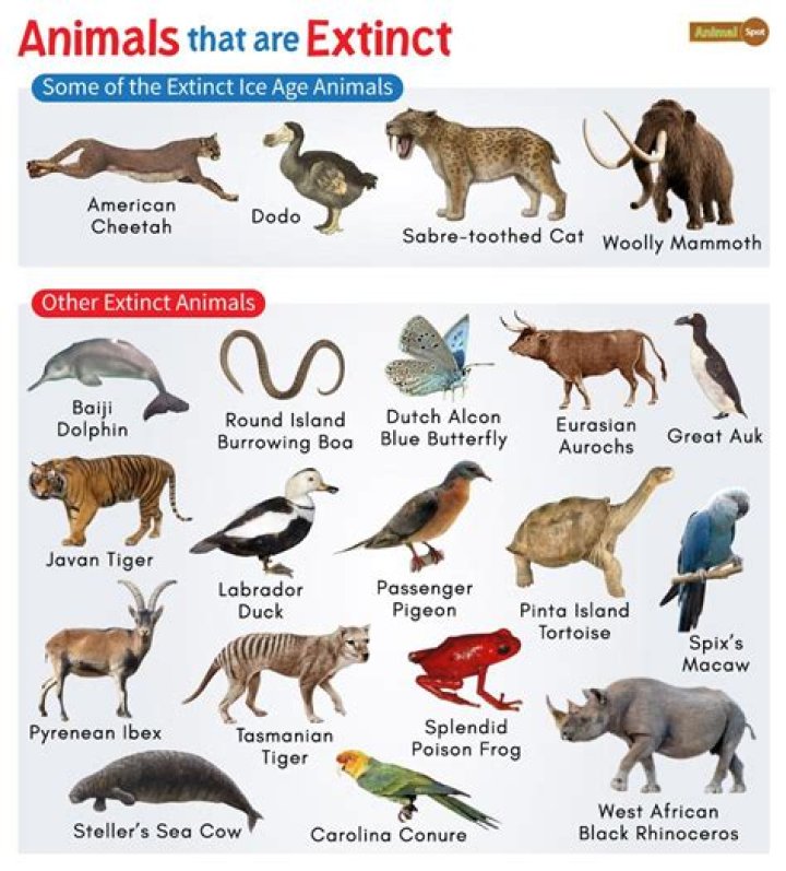 Why do my new animals take 8 hours to ..